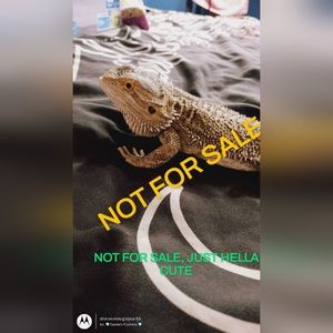 Baphomet the Bearded dragon